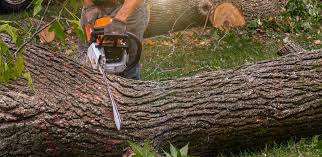 Best Emergency Tree Removal  in Sarasota Springs, FL